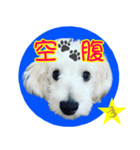 dog Message 23（個別スタンプ：4）