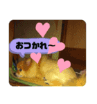 モカちゃんスタンプversion2（個別スタンプ：6）