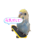 アルプスの少年 クララ (セキセイインコ)（個別スタンプ：11）