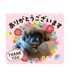 ペキニーズのパニーくん（個別スタンプ：1）