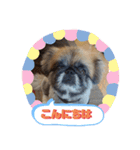 ペキニーズのパニーくん（個別スタンプ：2）