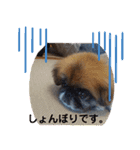 ペキニーズのパニーくん（個別スタンプ：3）