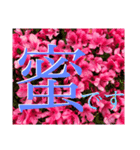 うちの庭（お花編）（個別スタンプ：1）