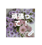 Flower Sticker for Japan with Love（個別スタンプ：10）