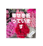 Flower Sticker for Japan with Love（個別スタンプ：16）