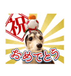 ダックスフンドのスタンプ その1（個別スタンプ：2）