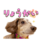 ダックスフンドのスタンプ その1（個別スタンプ：8）