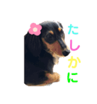 カニーヘンダックスのカピ2（個別スタンプ：4）