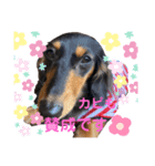 カニーヘンダックスのカピ2（個別スタンプ：8）
