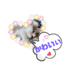 メインクーンのレアル2（個別スタンプ：1）