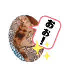 メインクーンのレアル2（個別スタンプ：3）