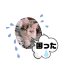 メインクーンのレアル2（個別スタンプ：4）