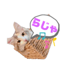 メインクーンのレアル2（個別スタンプ：5）