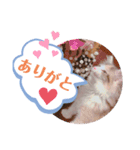 メインクーンのレアル2（個別スタンプ：6）