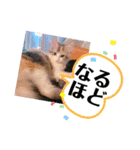 メインクーンのレアル2（個別スタンプ：7）