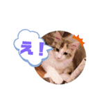 メインクーンのレアル2（個別スタンプ：9）