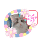 メインクーンのレアル2（個別スタンプ：12）