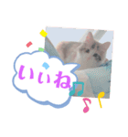 メインクーンのレアル2（個別スタンプ：14）