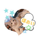 メインクーンのレアル2（個別スタンプ：15）