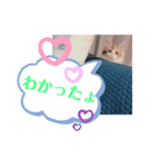 メインクーンのレアル2（個別スタンプ：19）