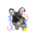 シュナンプ2（個別スタンプ：5）