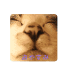 モフるがよい（個別スタンプ：1）