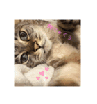 モフるがよい（個別スタンプ：4）