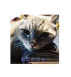 モフるがよい（個別スタンプ：5）