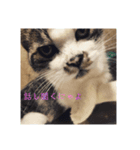 モフるがよい（個別スタンプ：8）