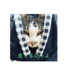 モフるがよい（個別スタンプ：11）