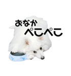 ゆきちくん❷（個別スタンプ：5）