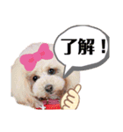 トイプードルとにゃんこ。うちの子スタンプ（個別スタンプ：9）
