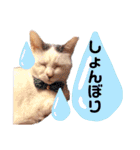 トイプードルとにゃんこ。うちの子スタンプ（個別スタンプ：24）