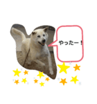 ブーのスタンプ(^o^)3（個別スタンプ：2）