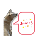 ブーのスタンプ(^o^)3（個別スタンプ：5）