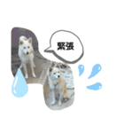 ブーのスタンプ(^o^)3（個別スタンプ：6）