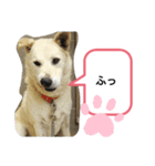 ブーのスタンプ(^o^)3（個別スタンプ：8）