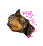 winerdog（個別スタンプ：1）