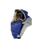 winerdog（個別スタンプ：5）