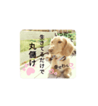 ミニチュアダックスはるくんのHappyLife（個別スタンプ：1）