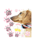 ミニチュアダックスはるくんのHappyLife（個別スタンプ：3）
