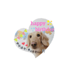 ミニチュアダックスはるくんのHappyLife（個別スタンプ：4）