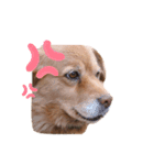ほのぼのイヴちゃん（個別スタンプ：9）