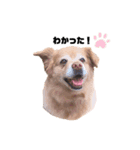 ほのぼのイヴちゃん（個別スタンプ：12）