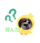 犬のロッキー4（個別スタンプ：1）