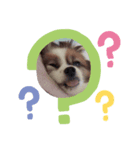 犬のロッキー4（個別スタンプ：2）