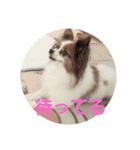 犬のロッキー4（個別スタンプ：3）