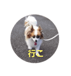 犬のロッキー4（個別スタンプ：6）