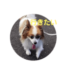犬のロッキー4（個別スタンプ：7）