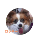 犬のロッキー4（個別スタンプ：8）